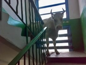 Спасаясь от быка, корова забралась на пятый этаж жилого дома в Иркутской области