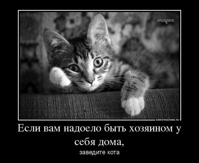 mainimg