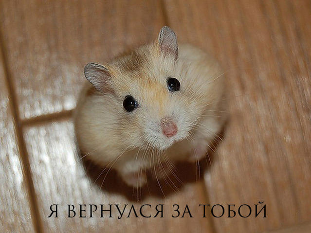 mainimg