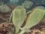 preview-image