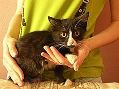Нажмите на изображение для увеличения
Название: cat2.jpg
Просмотров: 127
Размер:	34.6 Кб
ID:	10663