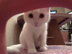 Нажмите на изображение для увеличения
Название: 12112011026.jpg
Просмотров: 95
Размер:	88.3 Кб
ID:	1458