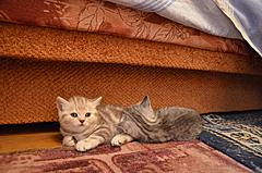 Нажмите на изображение для увеличения
Название: DSC_0695.jpg
Просмотров: 331
Размер:	96.5 Кб
ID:	29292