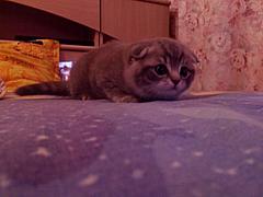 Нажмите на изображение для увеличения
Название: котэ2.jpg
Просмотров: 117
Размер:	38.7 Кб
ID:	41248