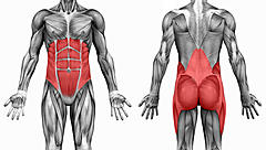 Нажмите на изображение для увеличения
Название: Core-muscles.jpg
Просмотров: 91
Размер:	77.5 Кб
ID:	45345